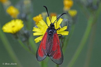 374.665B-Streep-sint-jansvlinder-Zygaena-purpuralis