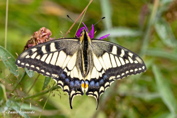 862.738A-Koninginnenpage-Papilio-machaon