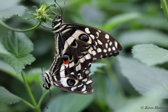 875.115A-Citrus-swallowtail-Papilio-demodocus
