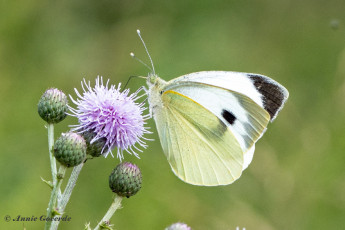 964.416A-Groot-koolwitje-Pieris-brassicae