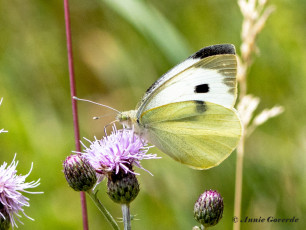 964.416B-Groot-koolwitje-Pieris-brassicae