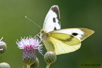 964.416C-Groot-koolwitje-Pieris-brassicae