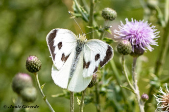 964.416D-Groot-koolwitje-Pieris-brassicae