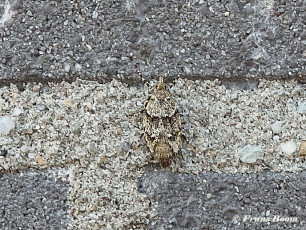 113725-Voorjaarskortvleugelmot-Diurnea-fagella