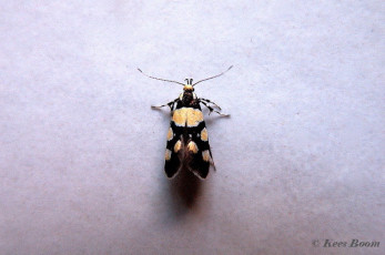 203015-Oosterse-schone-Eratophyes-amasiella