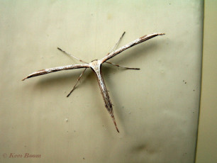 213216-Windevedermot-Emmelina-monodactyla