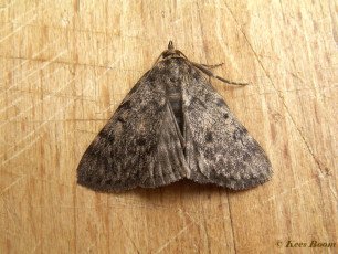 217616-Vetmot-Aglossa-pinguinalis