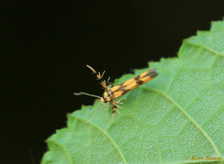 227716-Pootmot-Stathmopoda-pedella