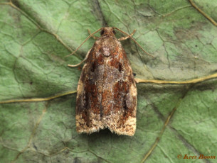 242815-Gevlamde-bladroller-Archips-xylosteana
