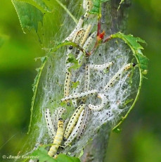 274910-Vogelkersstippelmot-Yponomeuta-evonymella