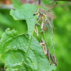 274915-Vogelkersstippelmot-Yponomeuta-evonymella