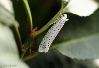 274920-Vogelkersstippelmot-Yponomeuta-evonymella