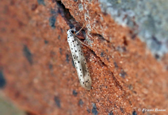 275015-Waasjesstippelmot-Yponomeuta-irrorella