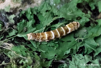 015.530A-Zijdevlinder-of-Domestic-silk-moth-Bombyx-mori