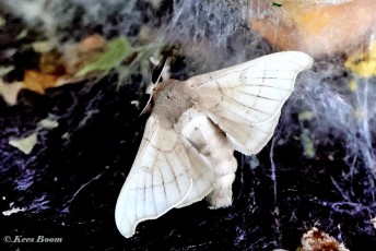 015.550A-Zijdevlinder-of-Domestic-silk-moth-Bombyx-mori