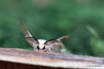 015.550C-Zijdevlinder-of-Domestic-silk-moth-Bombyx-mori