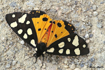 018.631-Roomvlek - Arctia villica