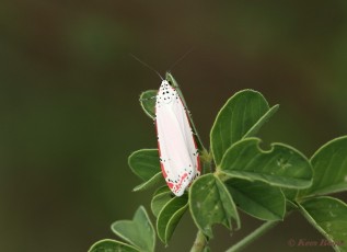 027.017-Ornate moth - Utethesia ornatrix