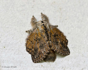 172.535-Euglyphis-durtea