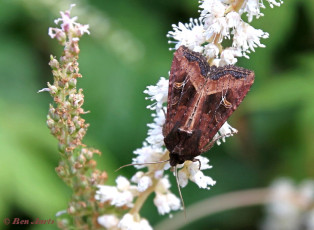 213.825- Haworth's minor - Celaena haworthii