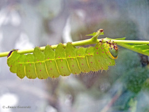 352.158A-Amerikaanse-maanvlinder-Actias-luna