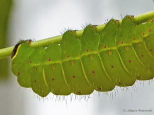 352.158B-Amerikaanse-maanvlinder-Actias-luna