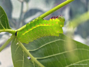 352.165-Amerikaanse-maanvlinder-Actias-luna