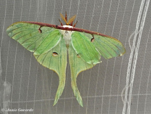 352.175- Amerikaanse maanvlinder - Actias luna