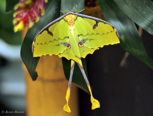 352.889-African-moon-moth-Argema-mimosae