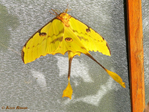 352.890-African moon moth - Argema mimosae