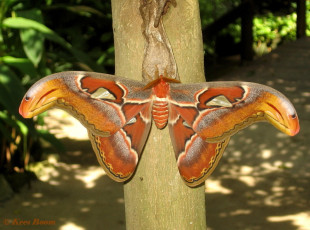 353.265-Atlasvlinder - Attacus atlas