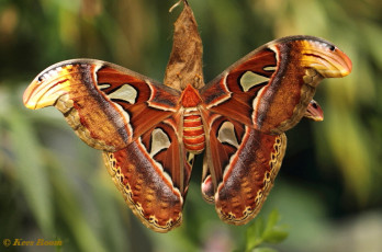 353.285- Atlasvlinder - Attacus atlas