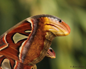 353.286- Atlasvlinder - Attacus atlas