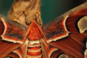 353.287- Atlasvlinder - Attacus atlas