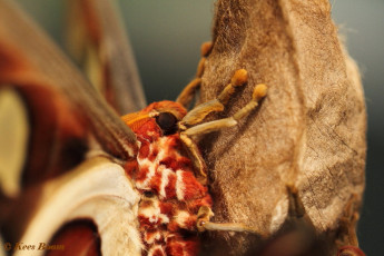 353.288- Atlasvlinder - Attacus atlas