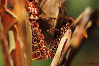 353.289- Atlasvlinder - Attacus atlas