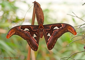 353.292- Atlasvlinder - Attacus atlas