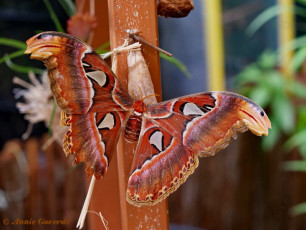 353.333- Atlasvlinder - Attacus atlas