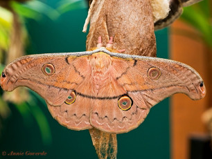 354.425- Copaxa lavendera