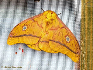 354.720-African-silkmoth-Gonimbrasia-krucki