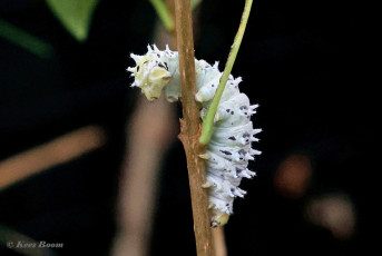 355.516A-Ailanthus-silkmoth-Samia-cynthia.jpg