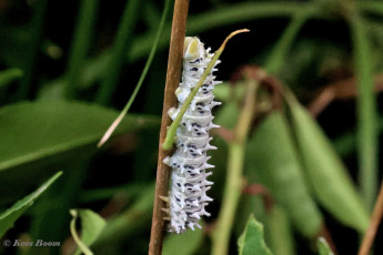 355.516B-Ailanthus-silkmoth-Samia-cynthia.jpg