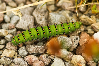 355.815-Nachtpauwoog-Saturnia-pavonia