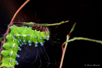 356.050B-Giant-peacock-moth-of-Grote-nachtpauwoog-Saturnia-pyri