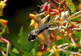 365.115-Kolibrievlinder-Macroglossum-stallatarum