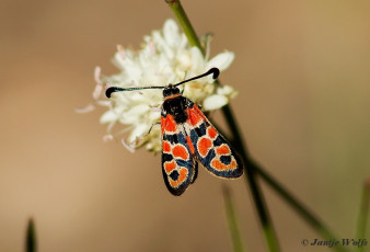 374.330- Zygaena fausta