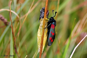 374.365-Sint-jansvlinder-Zygaena-filipendulae