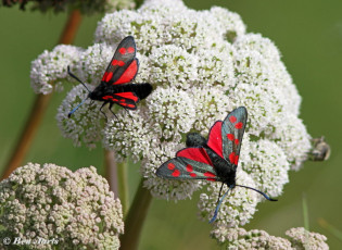 374.366-Sint-jansvlinder-Zygaena-filipendulae