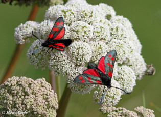 374.366-Sint-jansvlinder-Zygaena-filipendulae