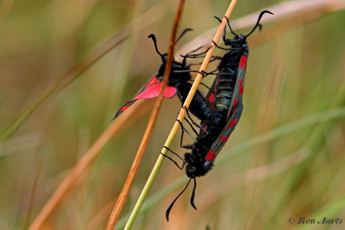 374.367-Sint-jansvlinder-Zygaena-filipendulae